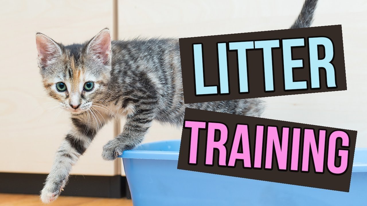 How to Train a Cat to Use a Litter Box: Easy Steps for Success