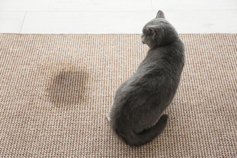 Why Does My Cat Pee Outside the Litter Box: Top Causes & Fixes