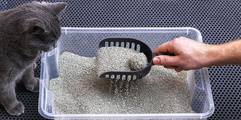 What Does Cat Pee Look Like in Litter Box: Clear Signs & Solutions