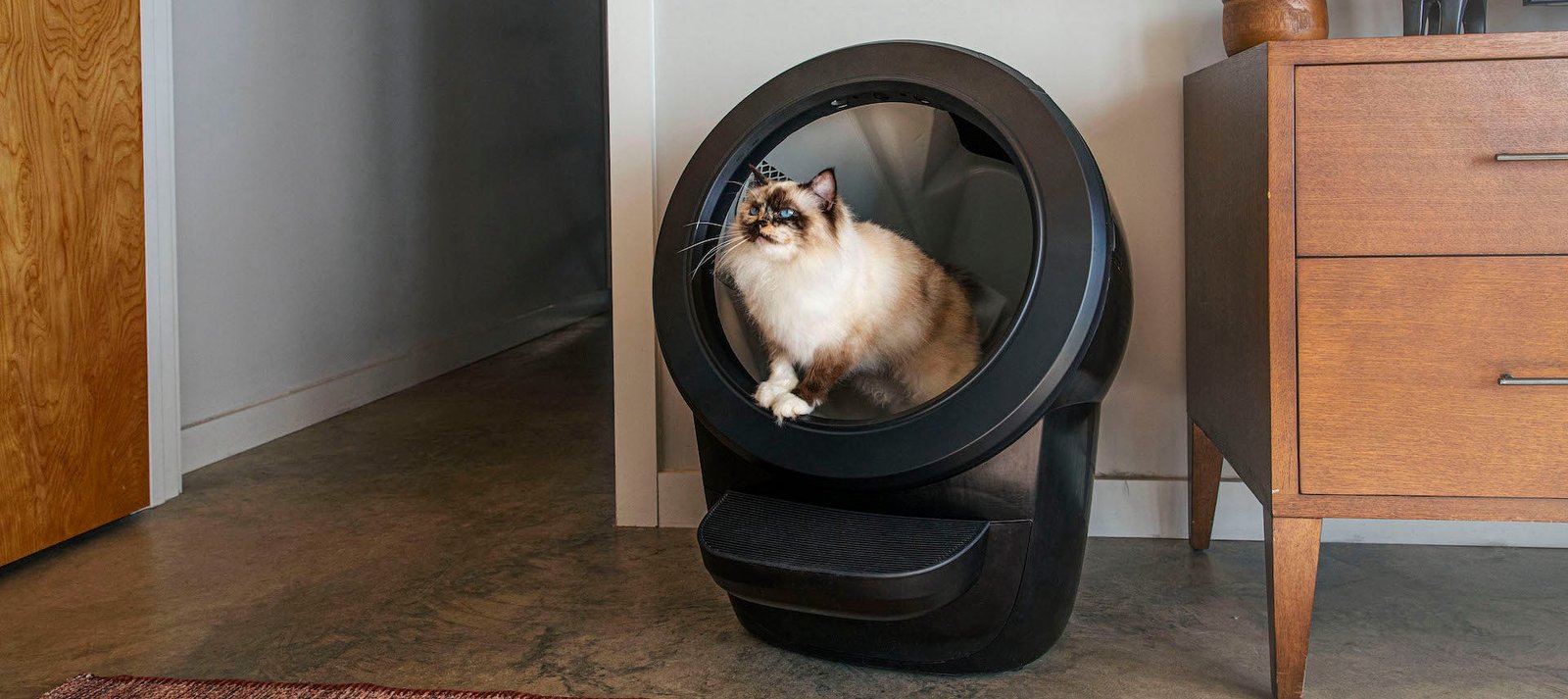 Where to Place Cat Litter Box: Ultimate Spots for Happy Cats