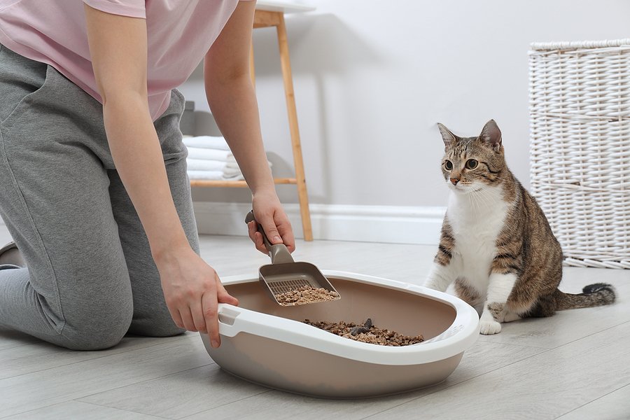 How Often Does a Cat Use the Litter Box: Expert Insights Revealed