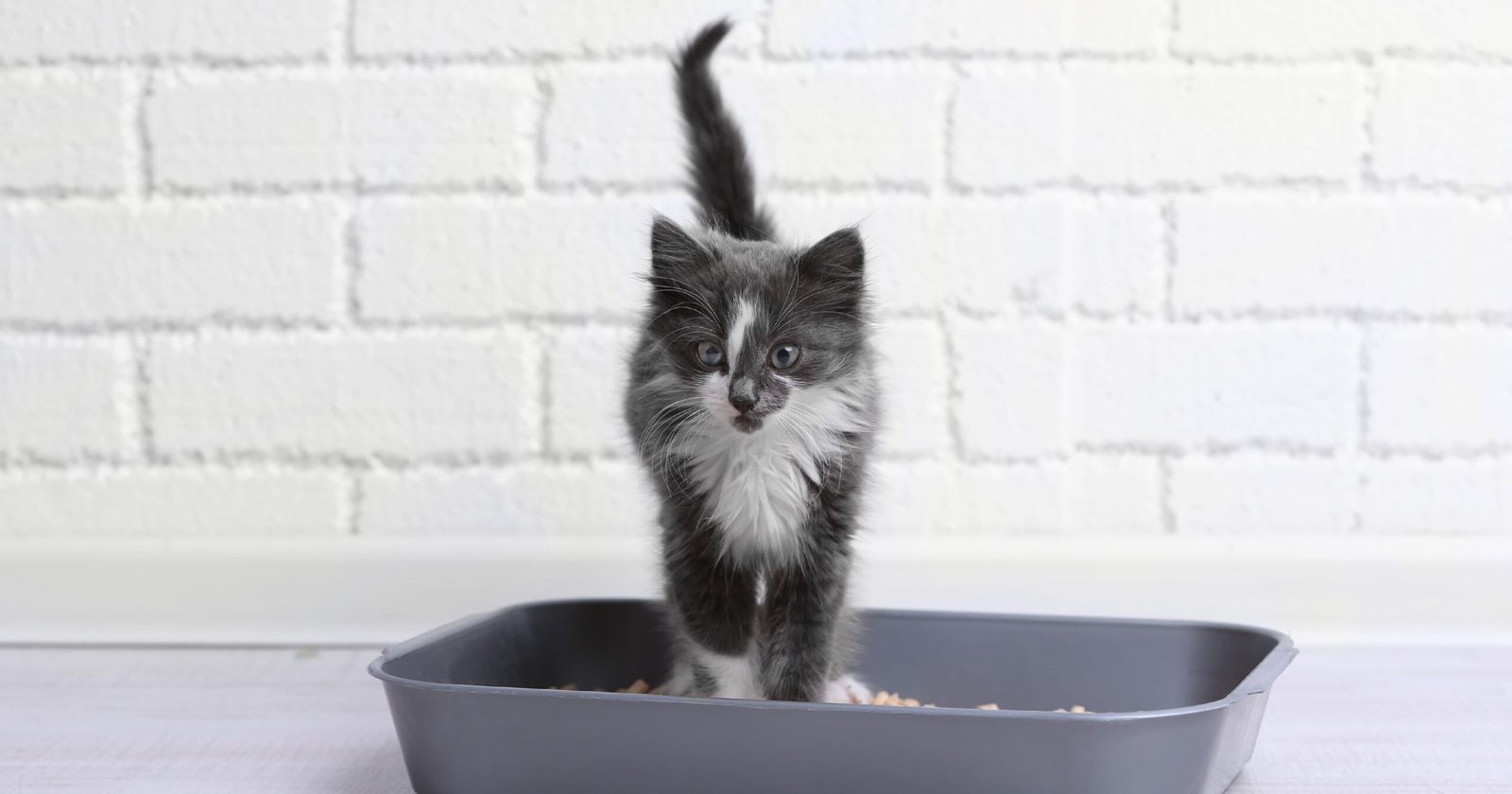 Can a Dirty Litter Box Make a Cat Sick: Shocking Health Risks Revealed