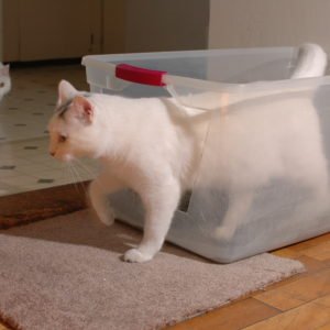 How Big Should a Cat Litter Box Be: Ultimate Size Guide for Comfort