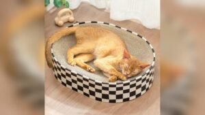 Conlun Cat Scratcher Cardboard Review: Best 2-in-1 Kitty Pad