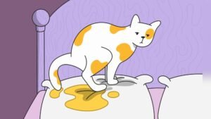 Why is My Cat Peeing on My Bed: Shocking Reasons Revealed!